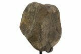 Fossil Ornithischian Dinosaur Vertebra with Metal Stand - Colorado #331110-2